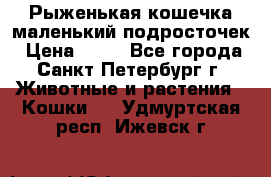 Рыженькая кошечка маленький подросточек › Цена ­ 10 - Все города, Санкт-Петербург г. Животные и растения » Кошки   . Удмуртская респ.,Ижевск г.